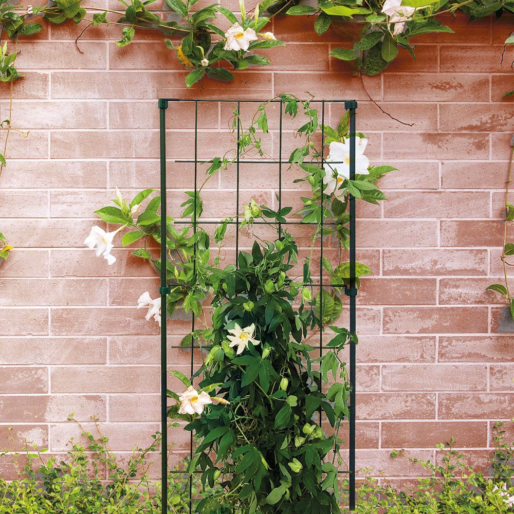 découvrez nos supports pour plantes grimpantes, idéaux pour sublimer votre jardin tout en offrant un soutien efficace à vos végétaux. que ce soit pour des treillis, des pergolas ou des tuteurs, trouvez la solution parfaite pour encourager la croissance et la floraison de vos plantes favorites.